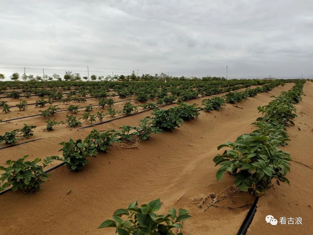 灌溉系统,流转土地1200亩打造了古浪县马铃薯加工专用薯示范种植基地