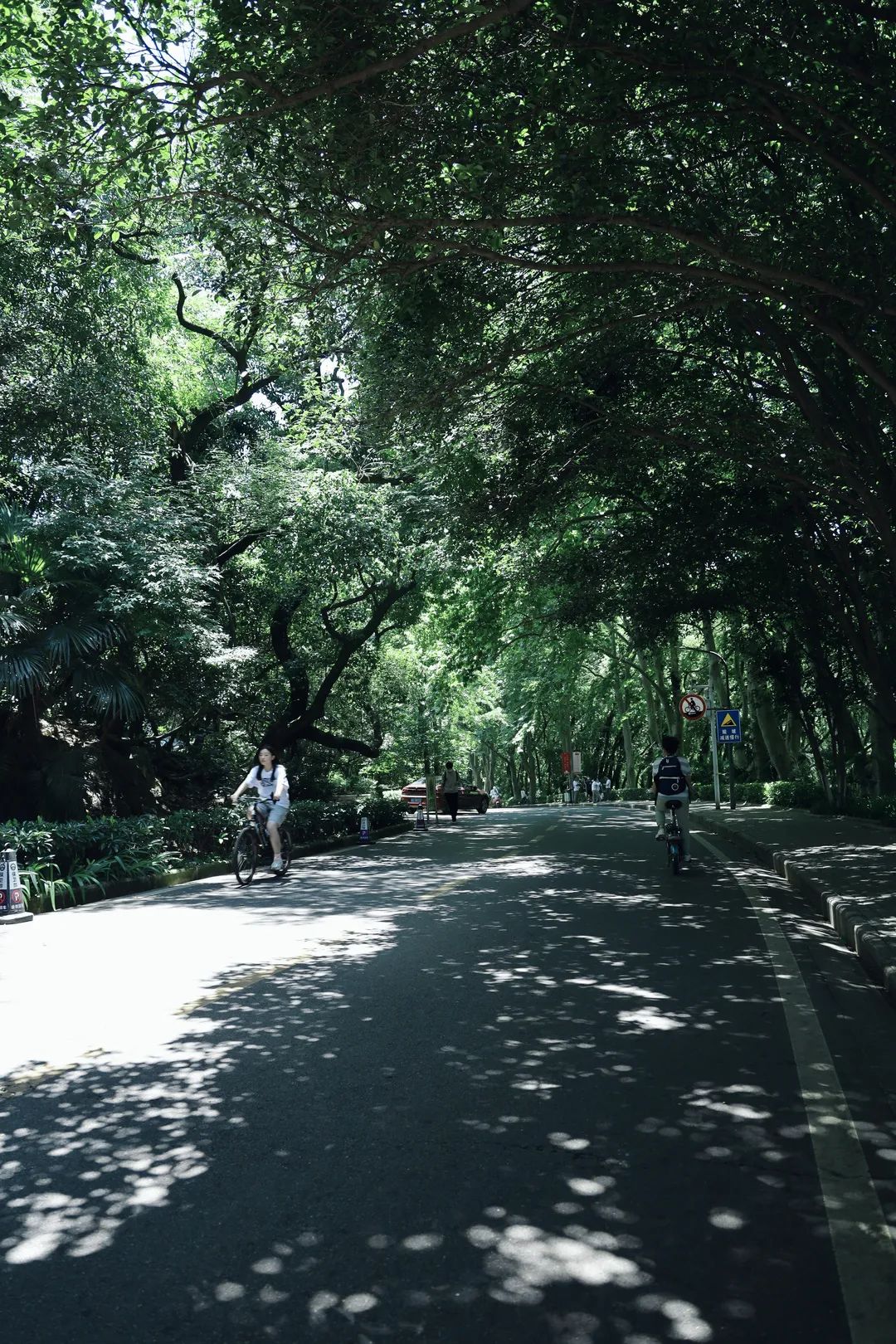 嘘是谁悄悄来到了珞珈山