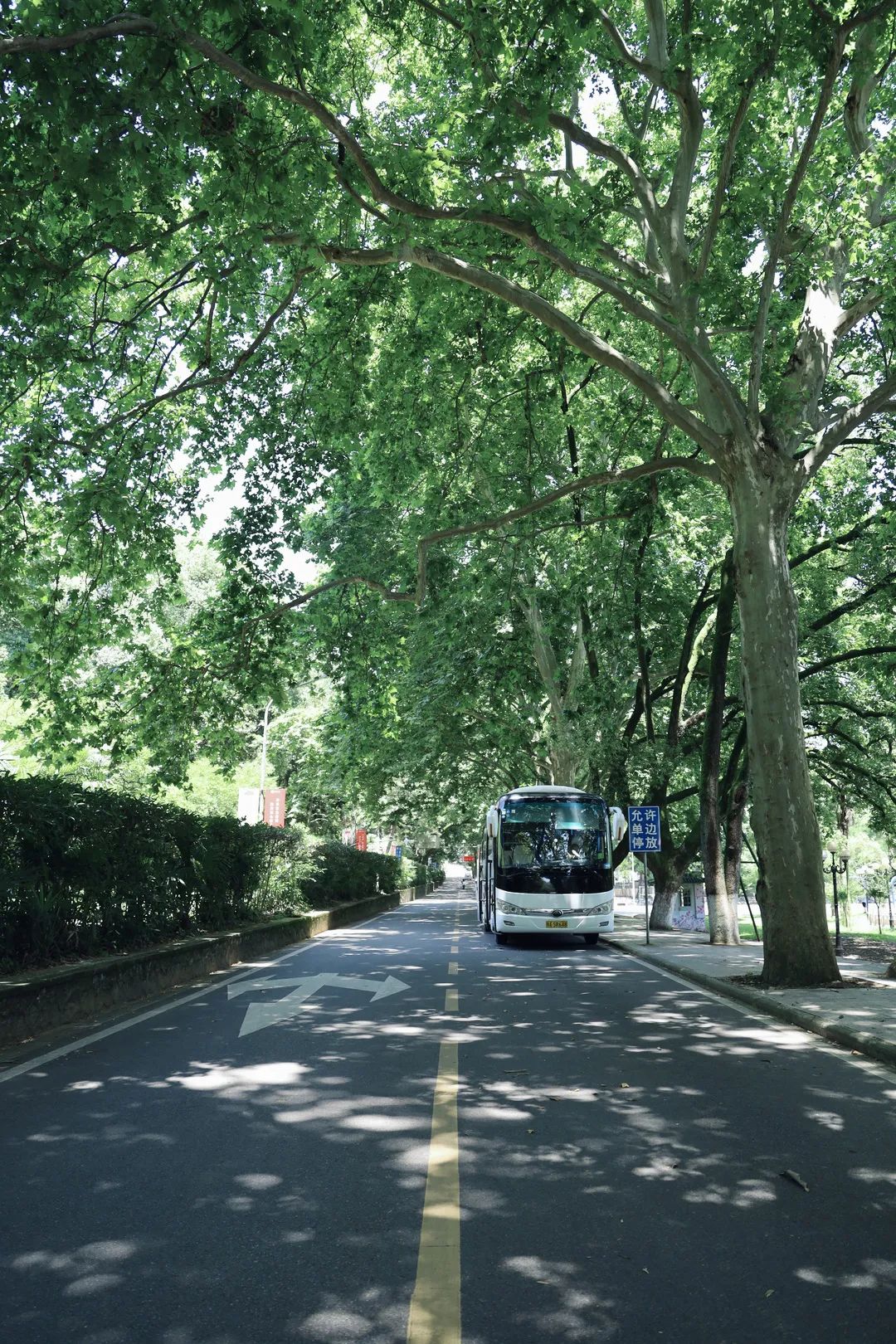 嘘是谁悄悄来到了珞珈山