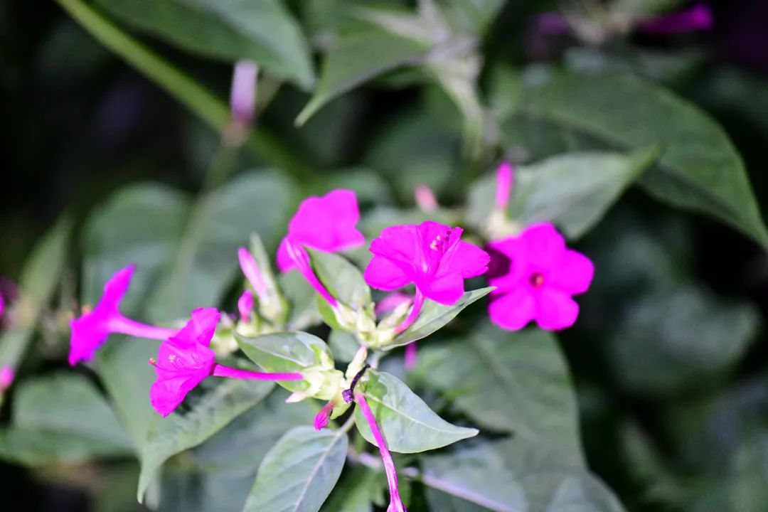 anthurium andraeanum:天南星科花烛属的多年生草本植物,又名"安祖花"