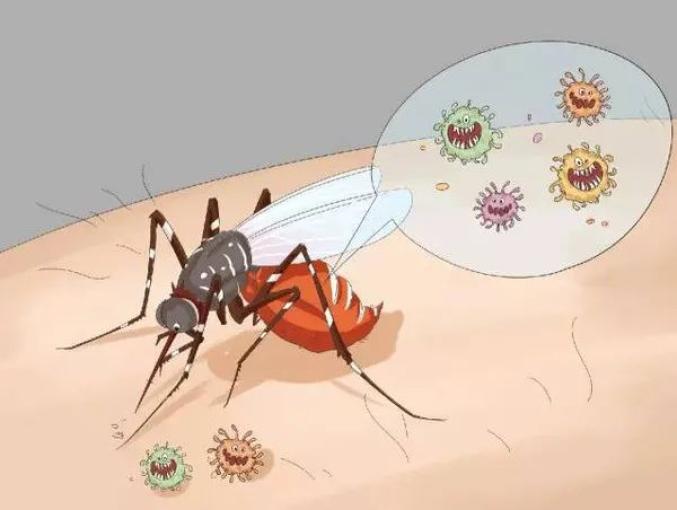 流行性乙型脑炎简称乙脑,是由携带乙脑病毒的蚊子叮咬后感染所致