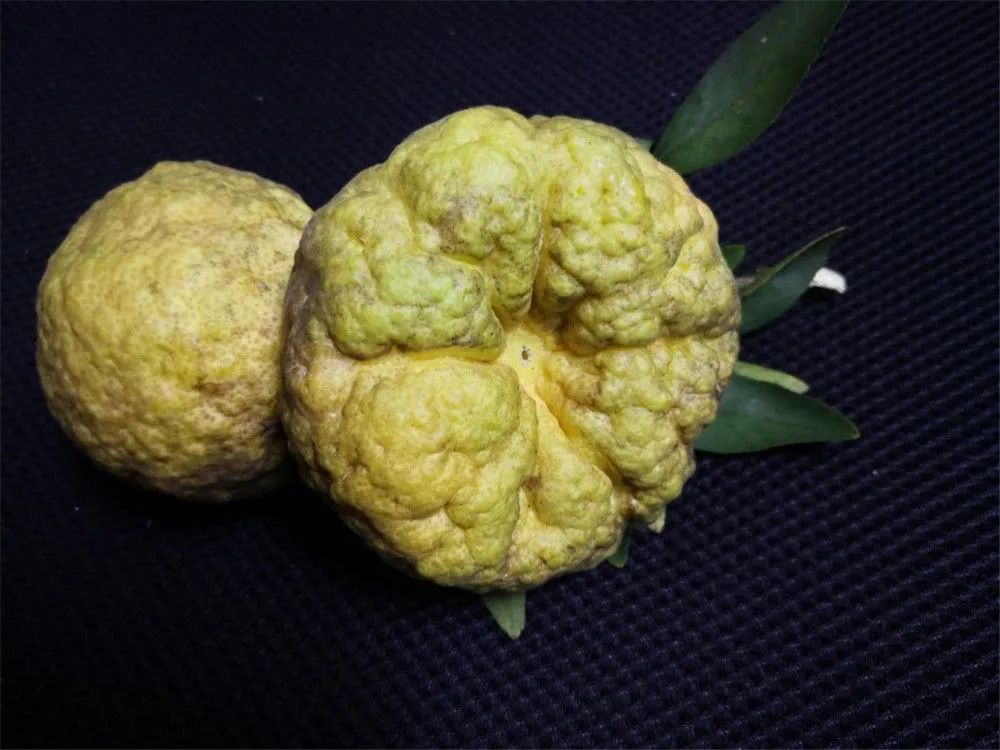 富民枳的果实(资料照片).