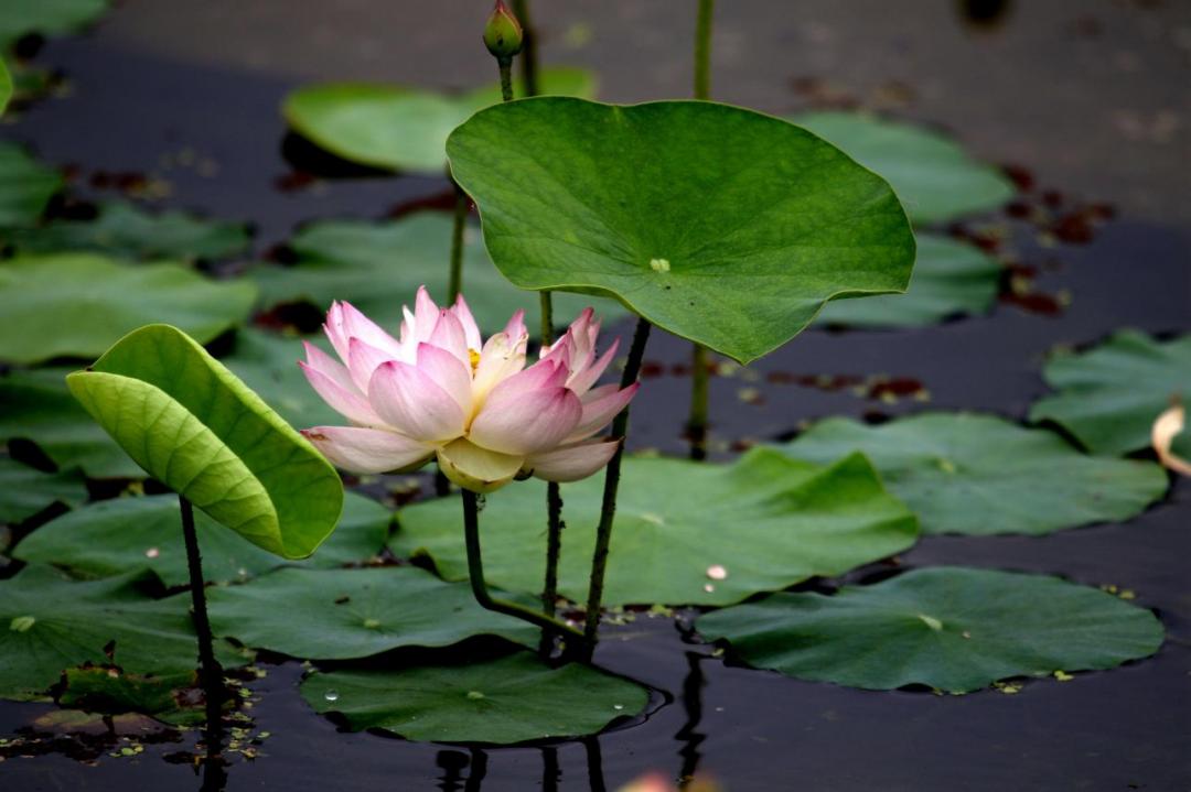 圖源:美麗鄉村西埂蓮鄉水慢城興盡晚回舟誤入藕花深處碧水,綠葉,粉荷