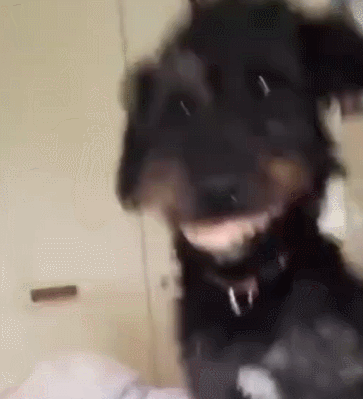 363_399gif 动态图 动图