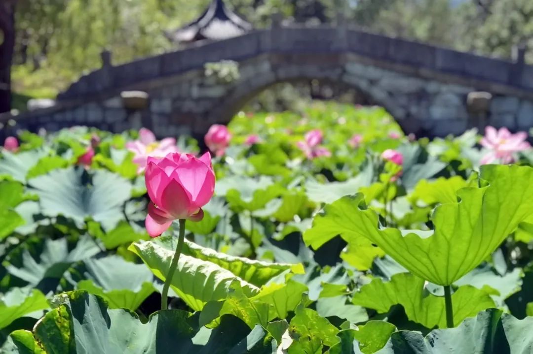 百天倒計時華東師大70週年校慶網上線快把祝福打在公屏上