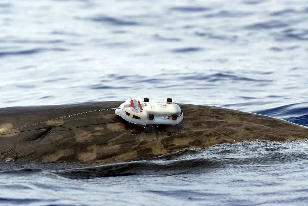 一只布氏中喙鲸(mesoplodon densirostris),背上装置了记录其声音的