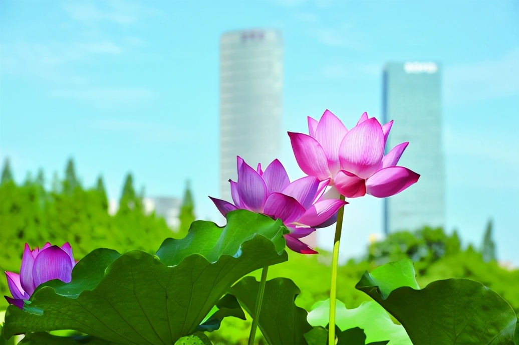 雨花发布"春游芳草地,夏赏绿荷池.