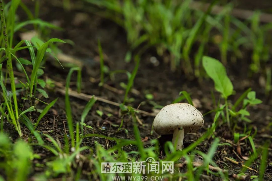 有很多野生蘑菇,有草蘑油蘑,還有,有毒的蘑菇.