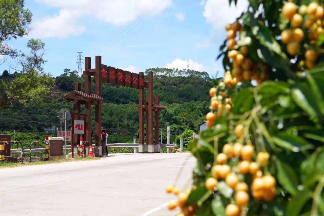 现场!郁南县世界黄皮公园最新建设进展