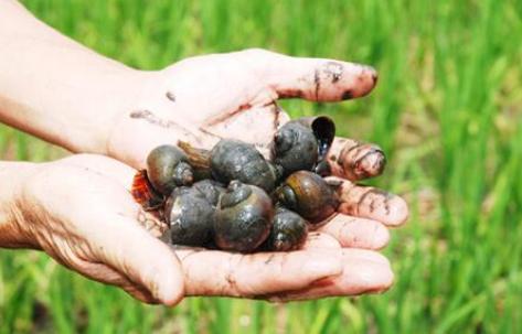 你身边的这些外来物种,很危险!