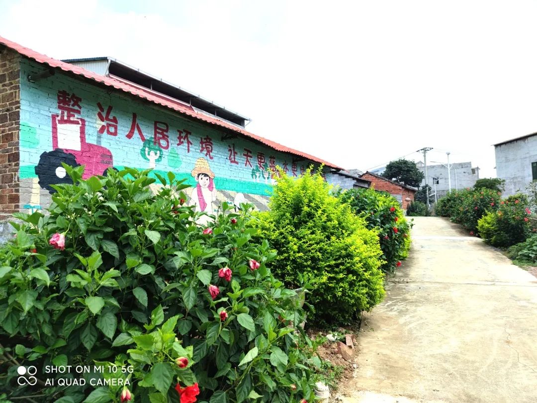 乡村足球空中稻田鹰嘴桃子看柳江区穿山镇的乡村振兴交响