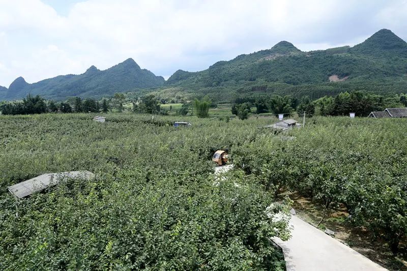 乡村振兴进行时柳江区里高镇万亩青花梨上市了