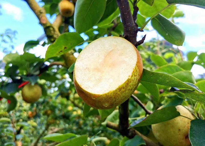 乡村振兴进行时柳江区里高镇万亩青花梨上市了