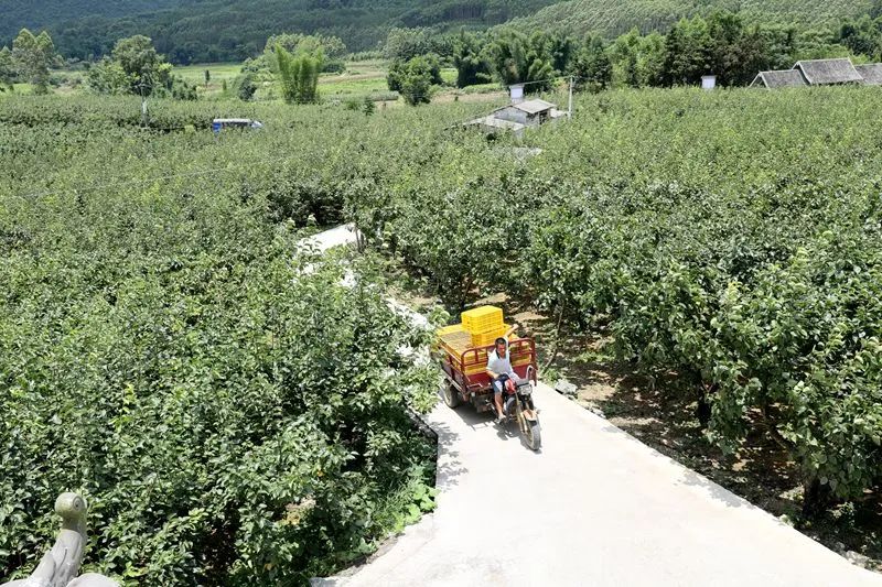 乡村振兴进行时柳江区里高镇万亩青花梨上市了