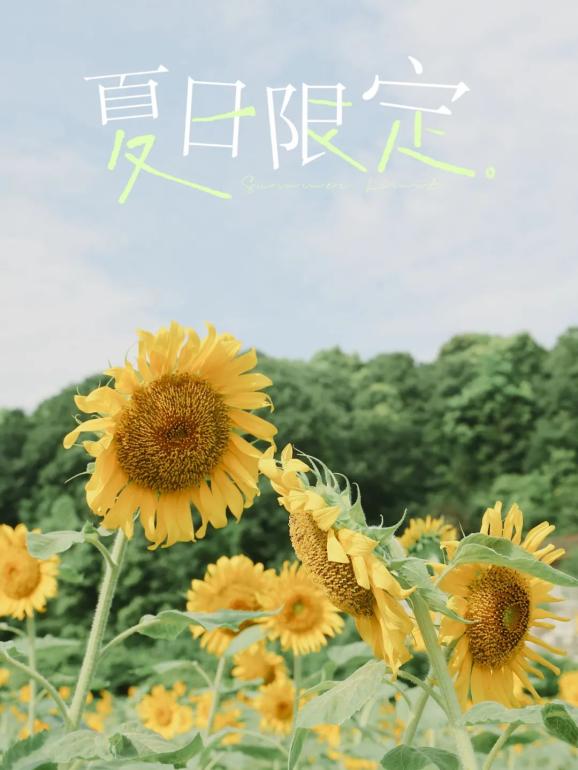望城夏日限定1秒get向日葵花海大片地址就在