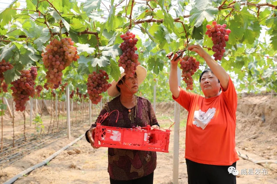 威县枣元乡:错季葡萄,抢"鲜"上市