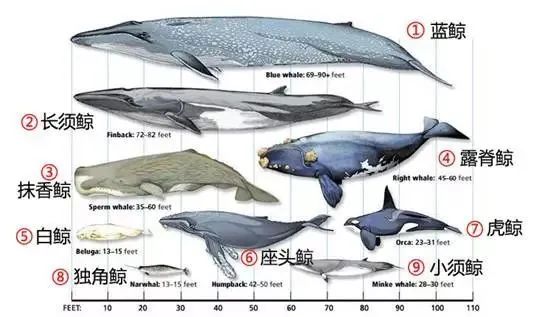 鲸鱼的种类大全及名称图片