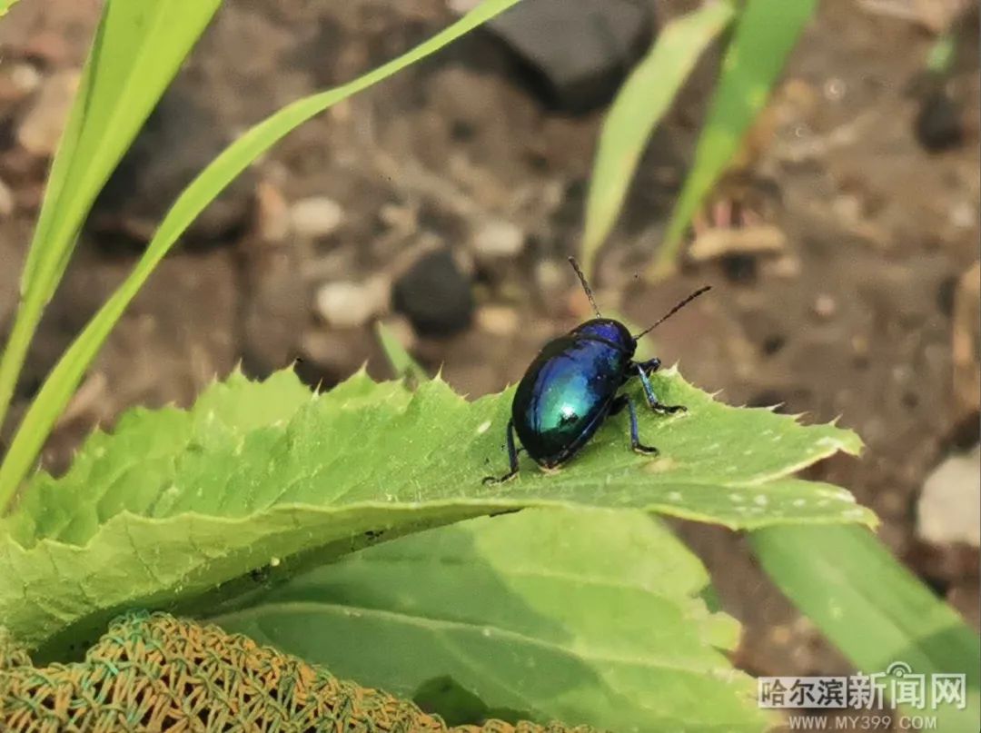 甘肃,宁夏,河北,山西等也都有分布,是我国大部分地区的常见甲虫