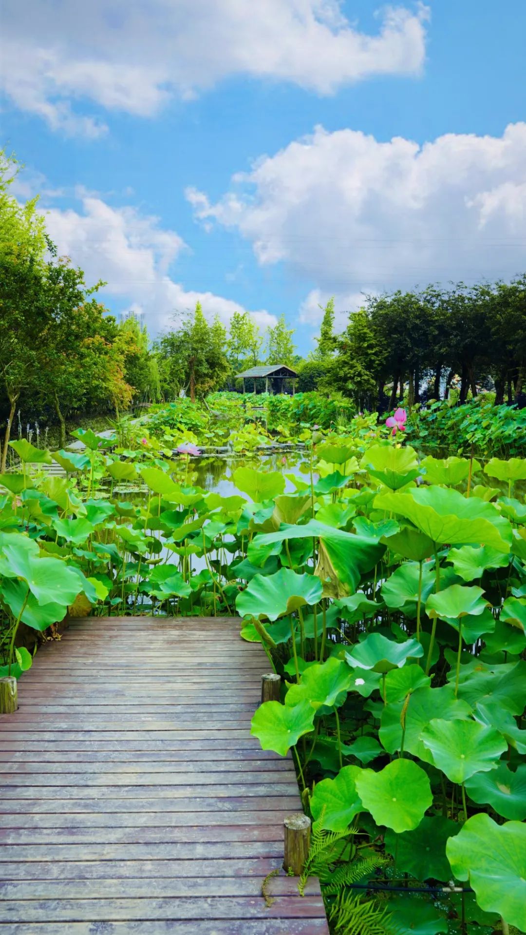 图说温江荷花渐次开美景入画来