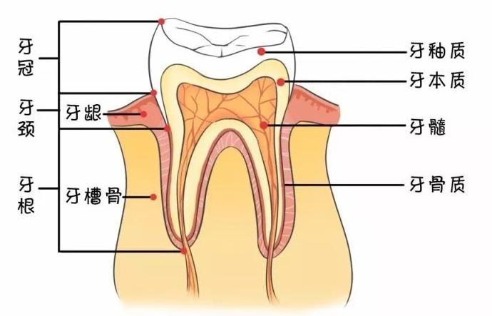 牙齿的病症数都数不清随着年龄增长,全身都在变老,口腔也会发生形态