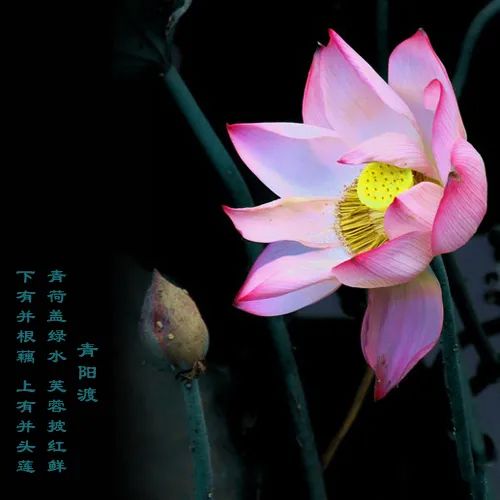 罕见的并蒂莲开了在松江这里