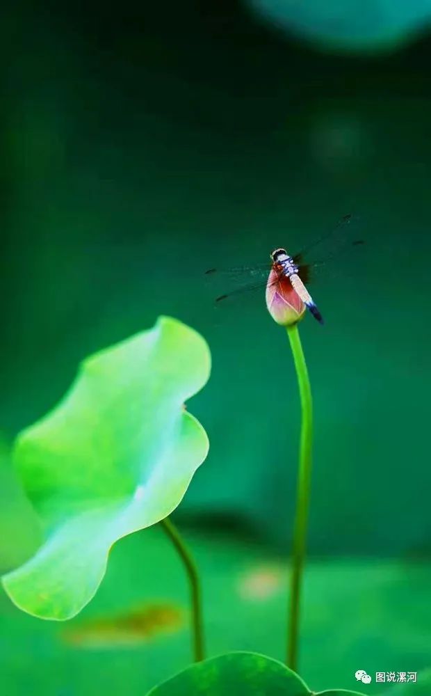 荷花蜻蜓图的寓意图片