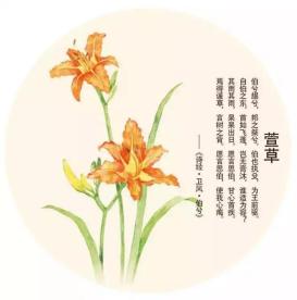 "高高的青山上 萱草花开放,采一朵 送给我 小小的