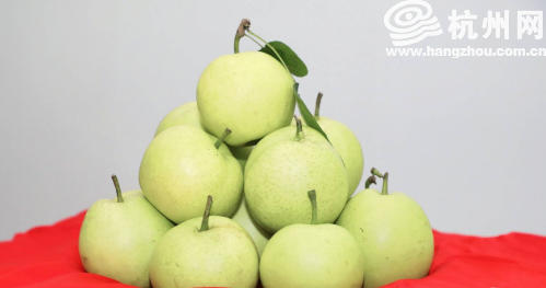 蜜梨熟了!去余杭鸬鸟过"梨"享生活