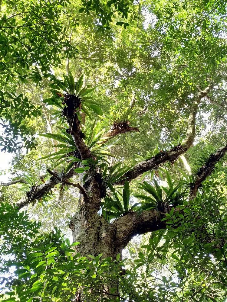 热带雨林植物30种图片