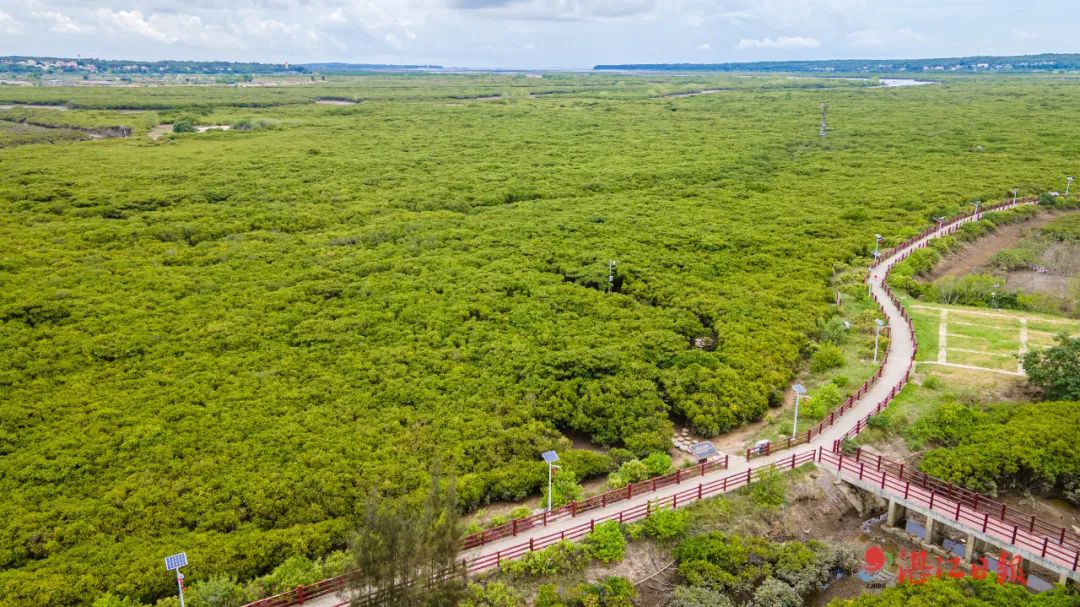 世界溼地恢復的成功範例湛江紅樹林3年新增人工造林2250畝