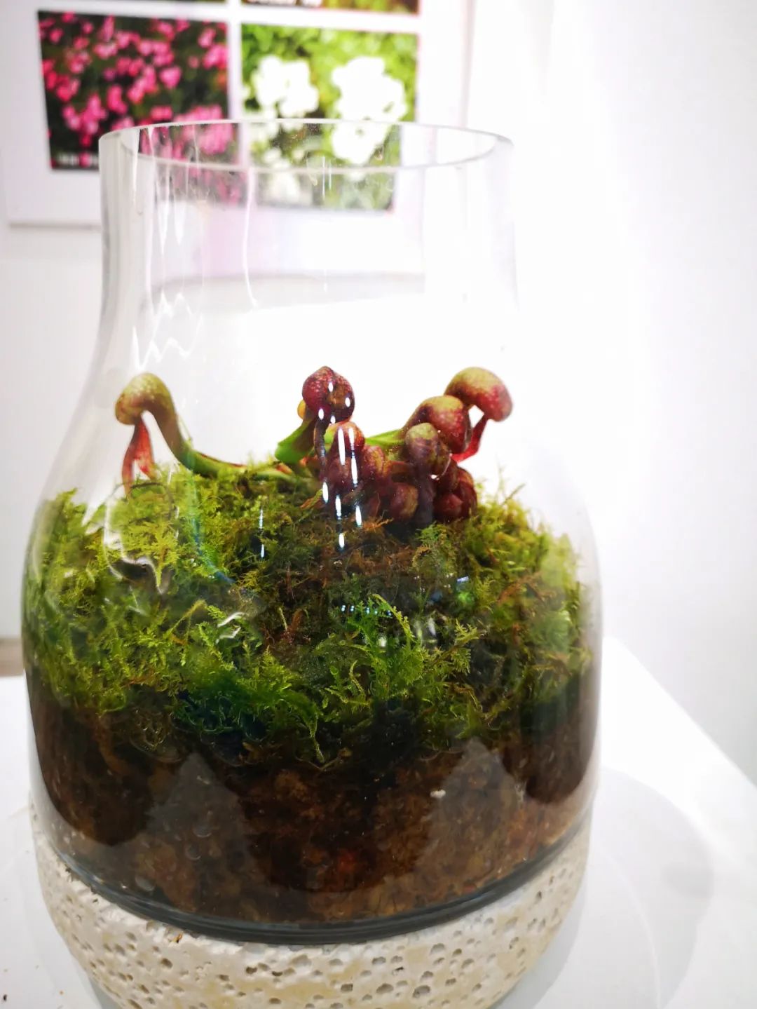 眼镜蛇瓶子草