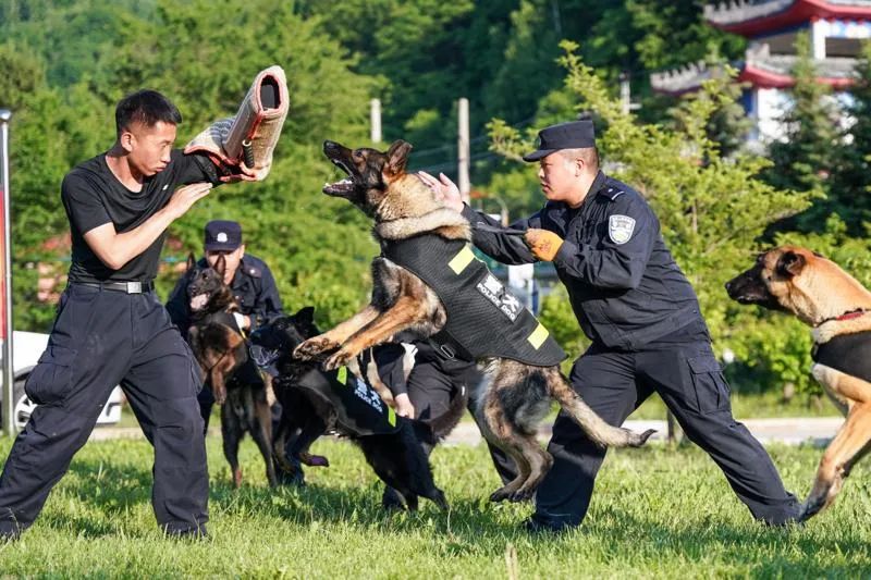 犬王的训导员图片