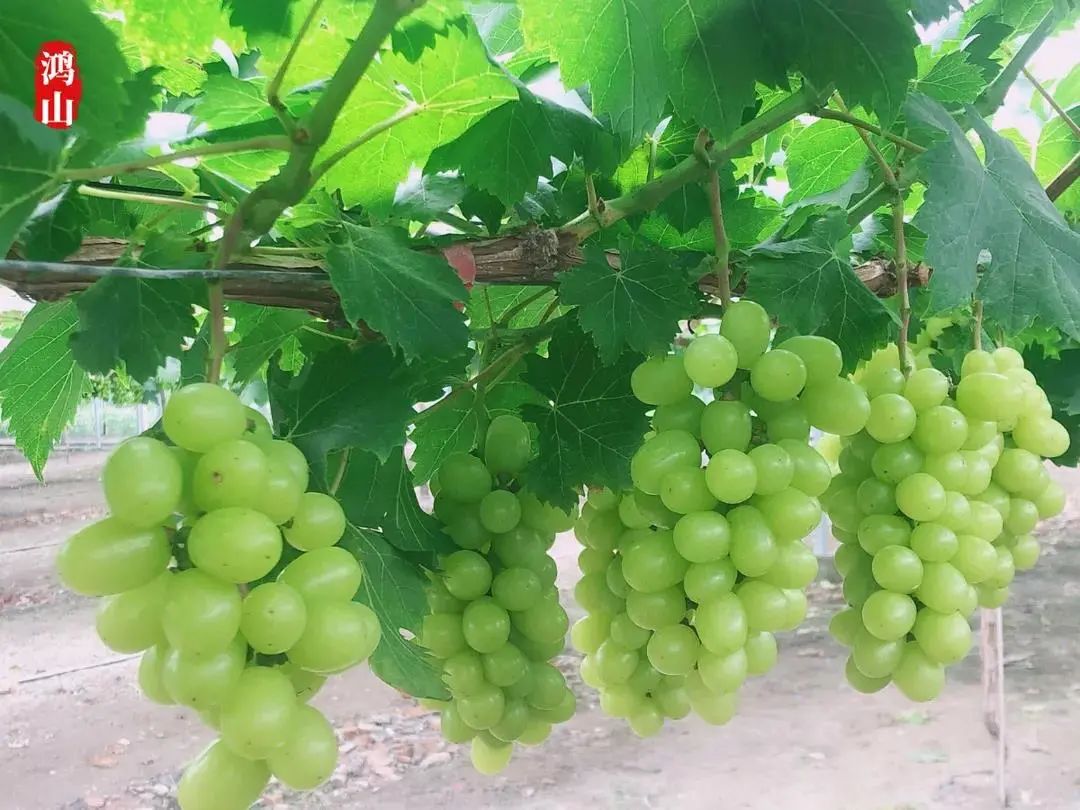 鸿山街道七房桥村 七月的鸿山,葡萄熟了 紫的,青的,红的…… 一串串挂