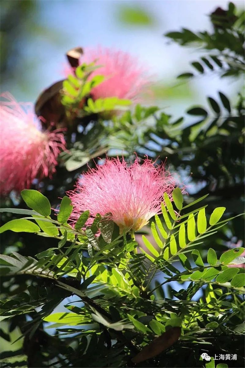 芳菲满园丨合欢花寓意美好的吉祥之花