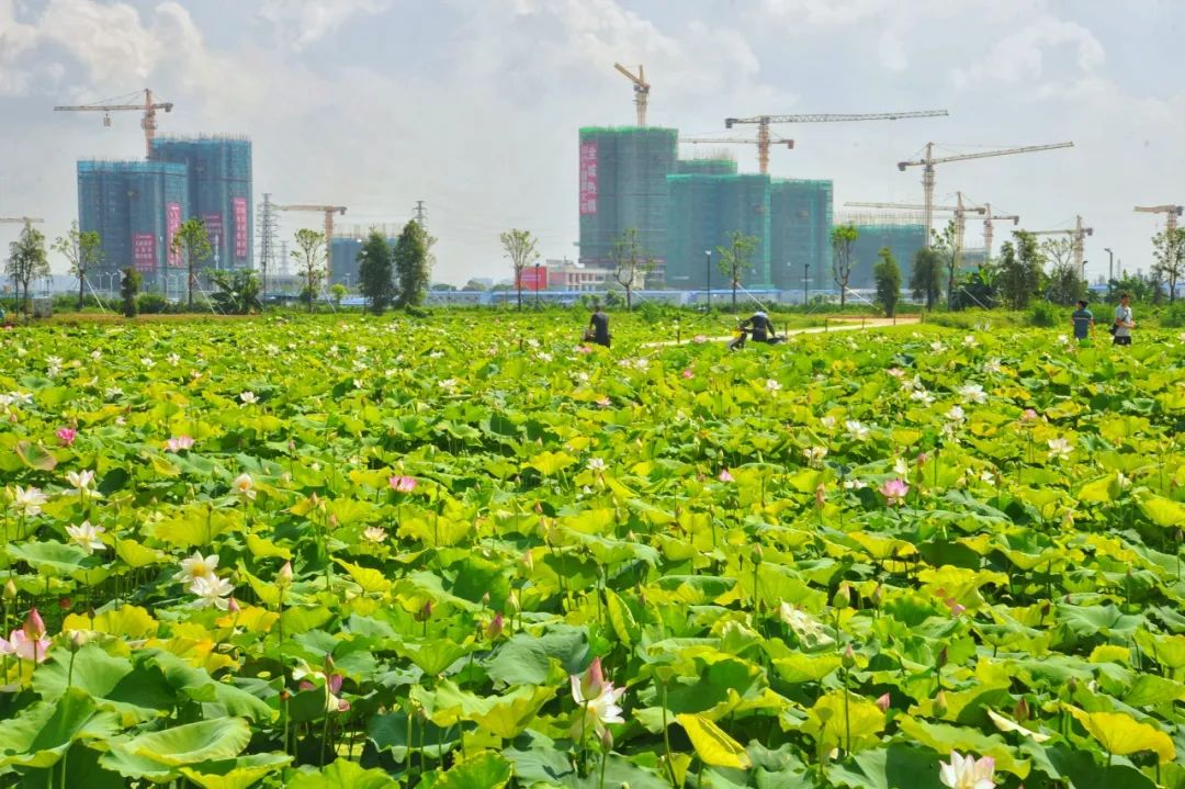 梅江农业生态公园图片