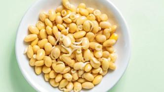 黄豆芽和黄豆哪个营养价值更高？