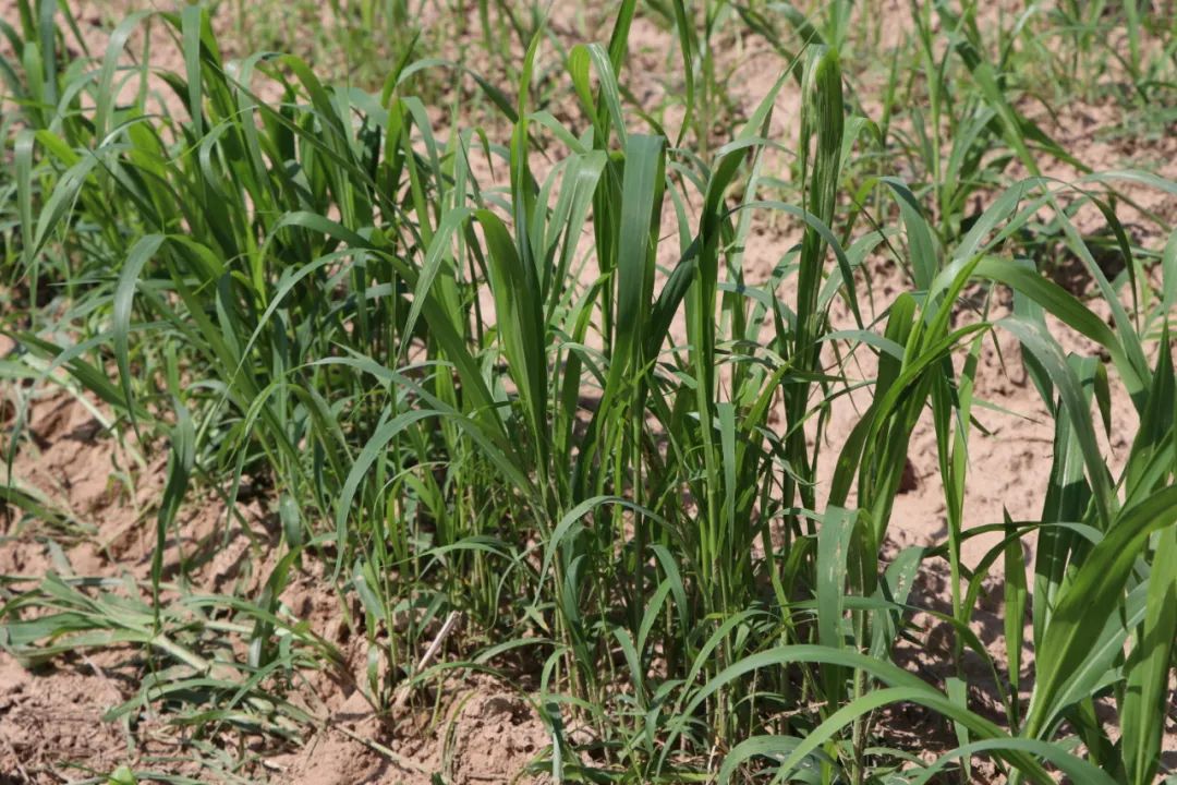 走進白音花鎮治國農機種植專業合作社的穀子基地,綠油油的穀子苗連成