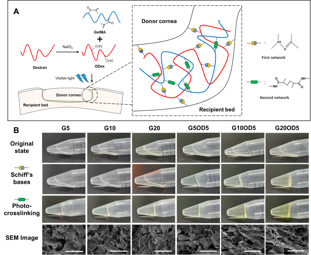 什么是缝线胶重大研究成果！“胶水”将替代“缝线”应用于手术，3-5年可实现_https://www.jmylbn.com_新闻资讯_第2张