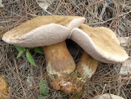 苦味粉孢牛肝菌