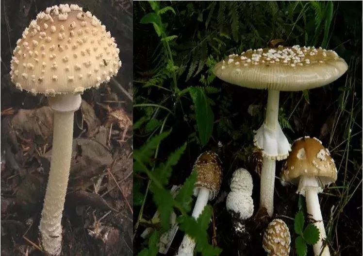 小豹斑鹅膏(俗名 满天星)