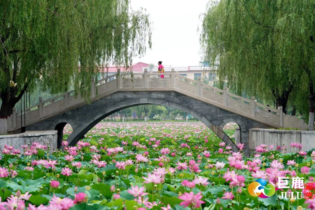 别错过!巨鹿"荷花海"美爆了