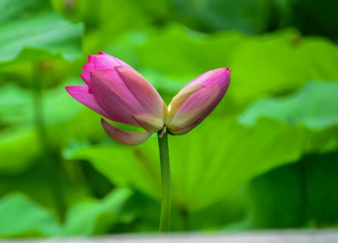 就在昨天,並蒂蓮竟然開花啦!人民日報也發來祝福!