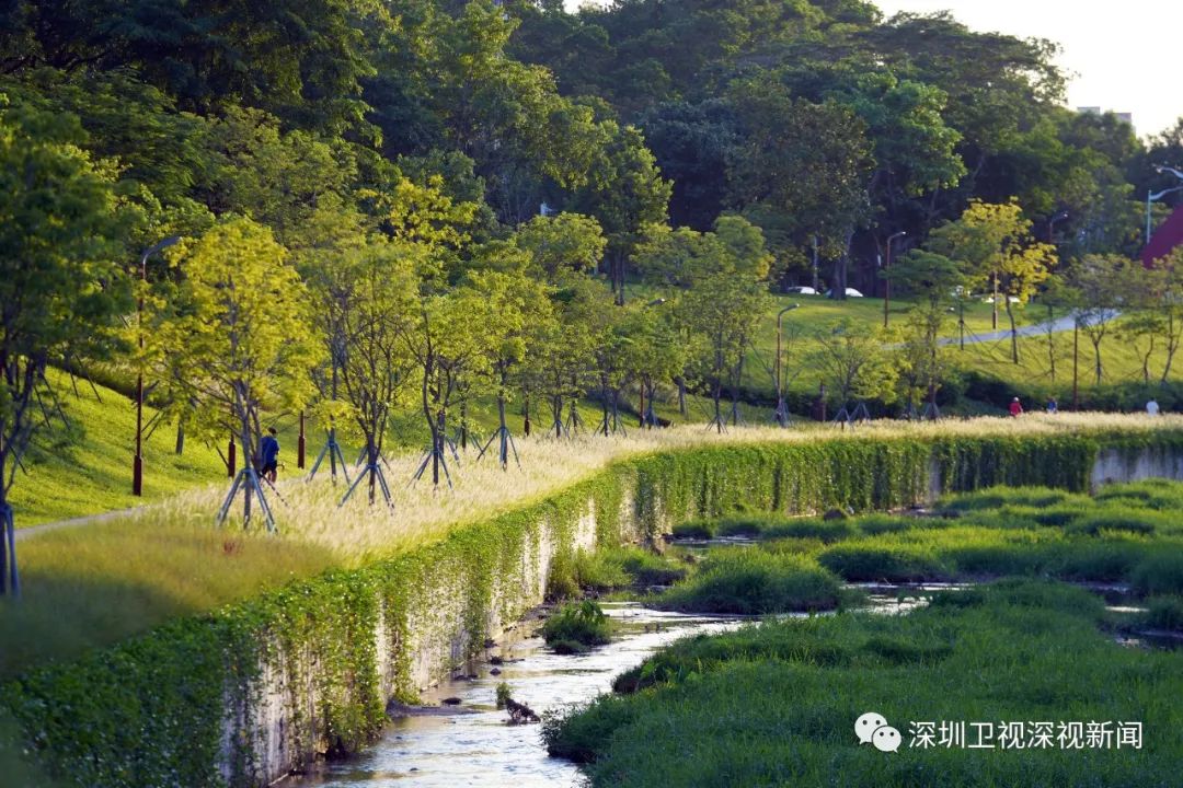 水清,景美,岸绿!快来大沙河走夏天