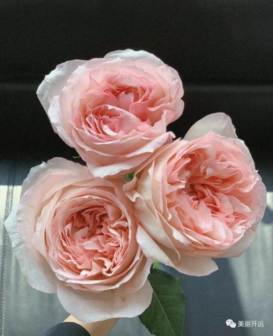 铜雀春深锁二乔的大乔小乔闭月的貂蝉,羞花的杨贵妃沉鱼的西施,落雁的