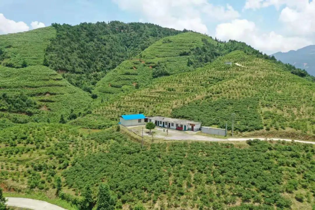 乡村振兴进行时融水白云乡高兰村广西最大的蓝莓种植基地千亩蓝莓果