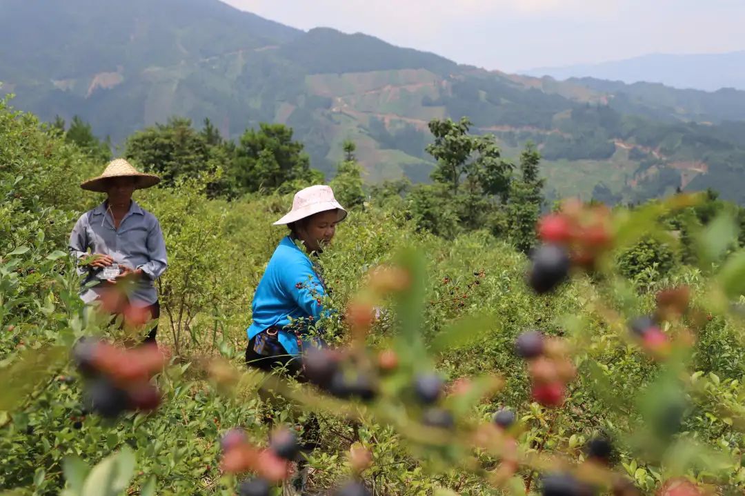 乡村振兴进行时融水白云乡高兰村广西最大的蓝莓种植基地千亩蓝莓果