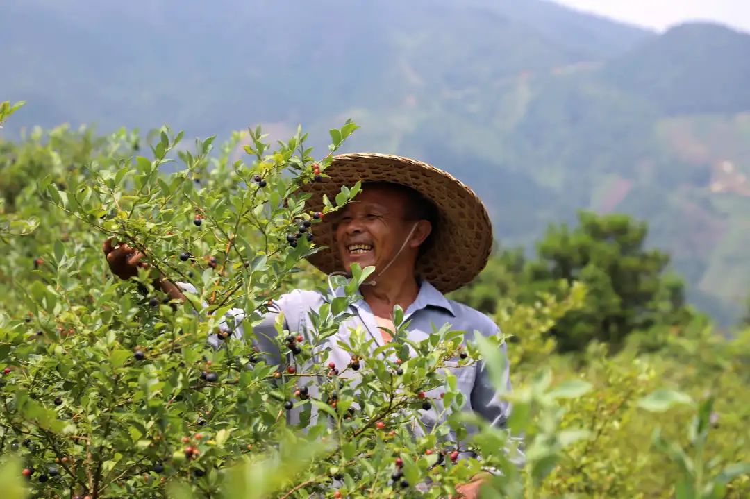 乡村振兴进行时融水白云乡高兰村广西最大的蓝莓种植基地千亩蓝莓果