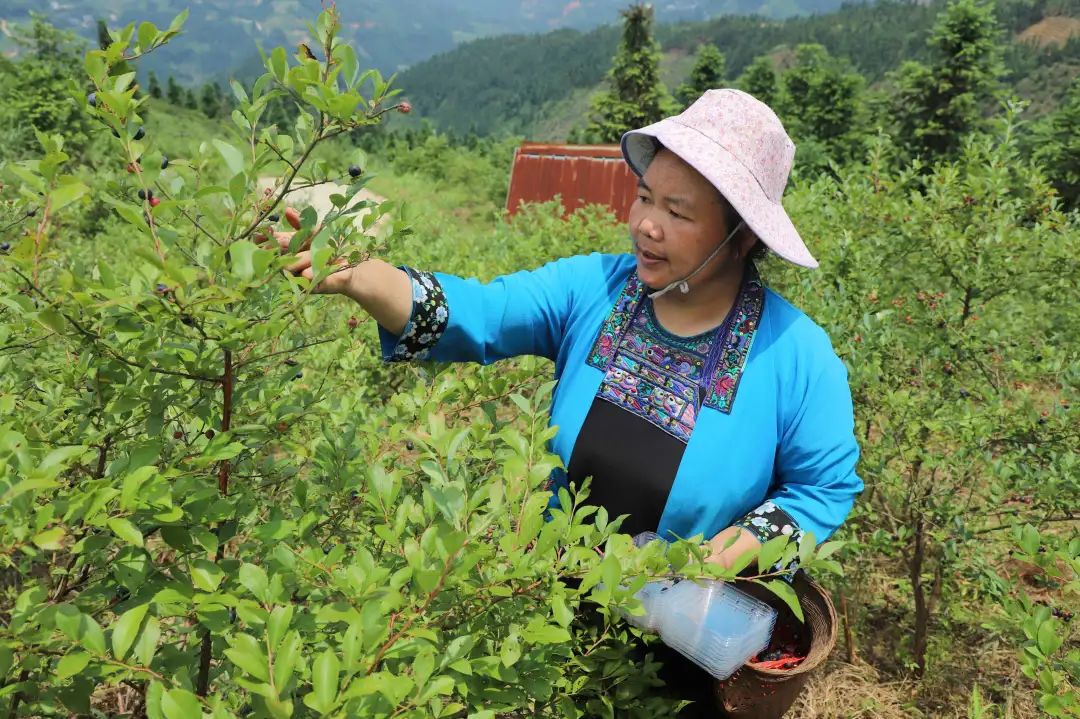 乡村振兴进行时融水白云乡高兰村广西最大的蓝莓种植基地千亩蓝莓果