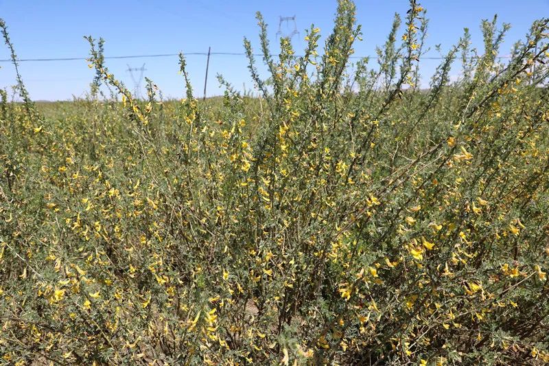 "日前,康保县自然资源局相关负责人告诉记者,康保种植的柠条实现了"一