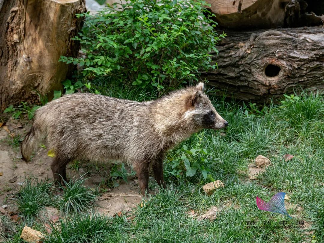 也比狗獾早,會先把能找到的大型動物屍體都吃掉,讓強悍的狗獾沒有肉吃